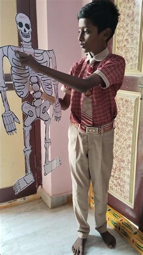 Human skeleton using cardboard for science day