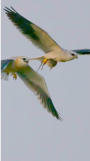 Birds stealing prey mid-air | NerdLerd