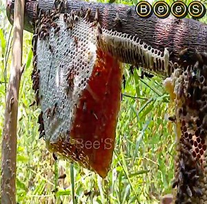 73K views · 1.5K reactions | giant nest of HONEY bags like balls.. Tasty Honey | Bee'S | Facebook