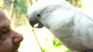 COMO É TER UMA CACATUA ALBA EM CASA!