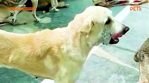 Dog with huge abscess recovers and is now thriving