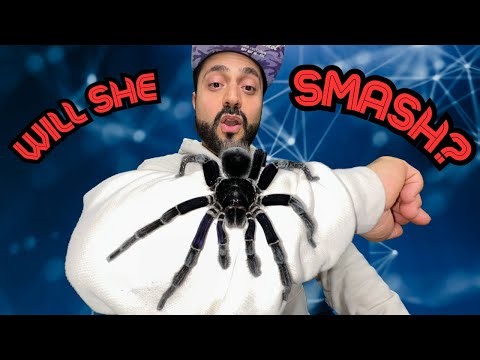 Breeding the DARKEST TARANTULA in the world! (SHE'S MASSIVE)