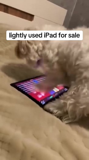 Electric Guitar Shredding Techniques for Beginners