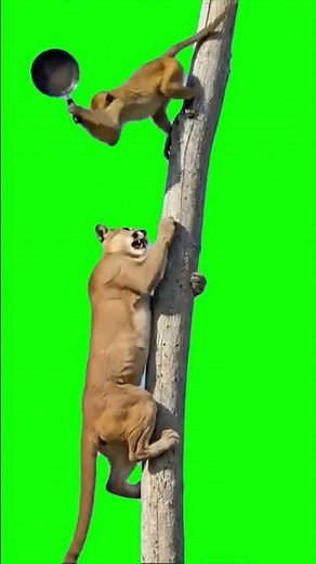 Monkey Hits Cougar with a Frying Pan | Green Screen
