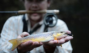 Fridays on the Fly: Explore the Western North Carolina Fly Fishing Trail