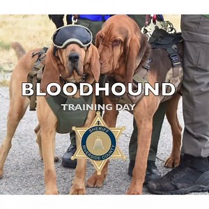 80K views · 1.1K reactions | RSO Bloodhounds Windy and Copper add...