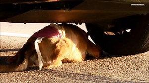 VIDEO: Terrified dog rescued after dodging cars on California freeway