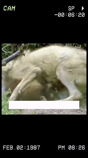 1.3K views · 30 reactions | Mother Wolverine vs. Wild Wolves: A Fierce Battle for Survival! #wolverine #wolves | Petsux | Facebook