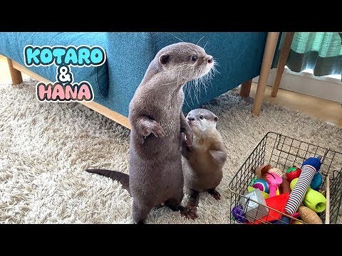 Otter Kotaro&Hana Get on Great Together