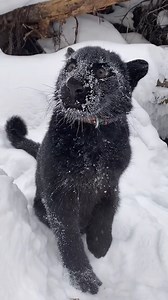1M views · 65K reactions | Who knew panthers love snow this much❄️ Luna_the_pantera | Animal Lovers | Facebook