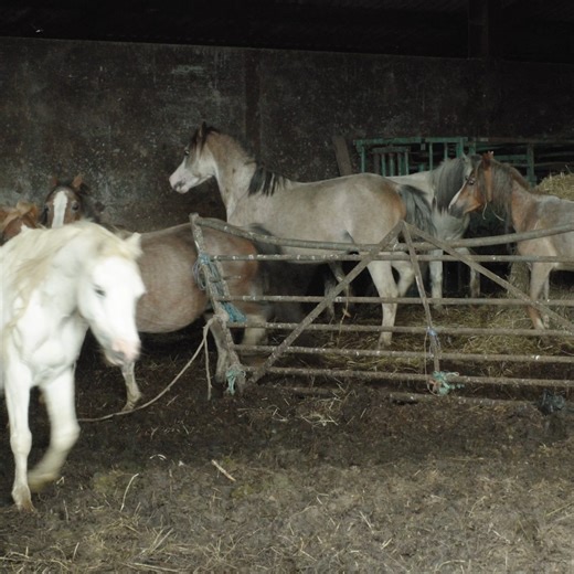 18K views · 717 reactions | We take in hundreds of neglected and...