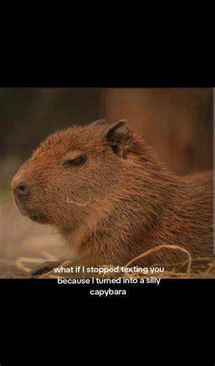I loveeee capybarassss #capybaras #ilovecapybaras #fyp | Capybara
