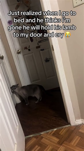 Coping with Pet Loss While Managing Back Pain