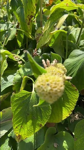 Pruning some Jerusalem Sage.