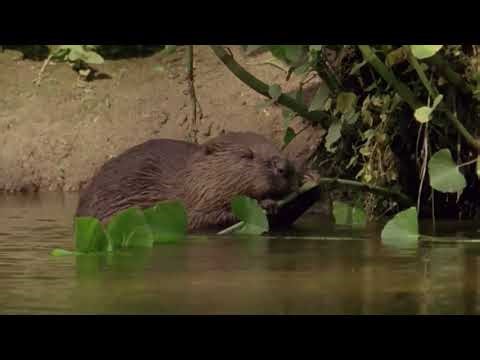 The Gentle Wildlife of River Danube 🌿 | Relaxing Nature & Wildlife Documentary