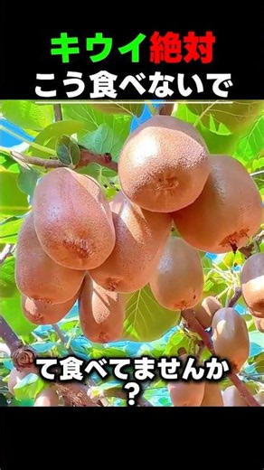 キウイ絶対！皮を剥かないで！これ一つで免疫力と睡眠の質が全然違います 🥝