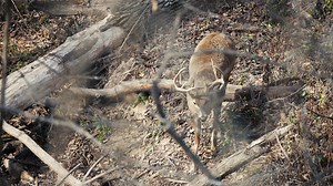 After sitting 7 All Day Sits Bowhunting, Justin finally had that moment of truth. The plan didn't go accordingly. The following day was the Illinois First Firearm Season of 2022 and he didn't have a Tag for that County. Luckily his good friend and business partner Steve did, and he took full advantage of the Opportunity. #deerseason #hunting #deerhunting #bowhunting | Team Radical