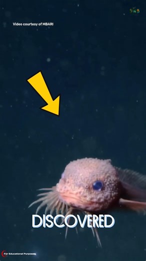 Newly Discovered Deep-Sea Smiley Fish. #documentary#usashorts#fyp