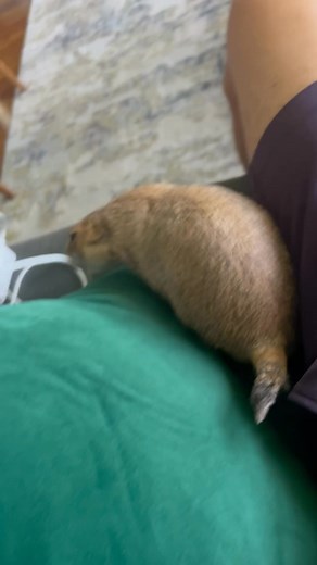 6.9K views · 348 reactions | Caught Poppy the Prairie Dog going after a spicy noodle #prairiedog #cute #funny #cuteanimals #RP #prairiedog #animal #cute | The Prairie Dog | Facebook