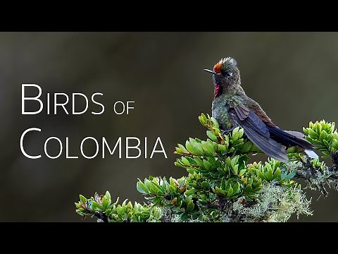 Colombia Birding Adventure: Diverse Avian Wonders | Episode 3