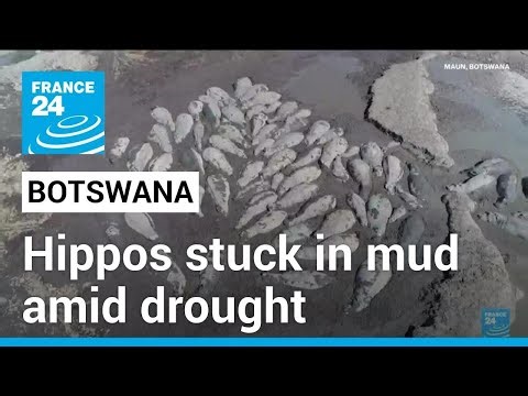 Herds of endangered hippos trapped in mud in drought-hit Botswana