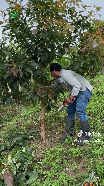 Cómo podar un aguacate grande paso a paso