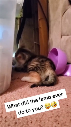 Luna vs Lamb #fok #rotten #lambtoy #lamb