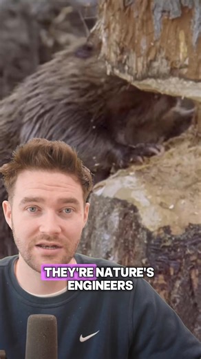 This is incredible! For the first time in 400 years, beaver babies have been born in Northamptonshire! Boudica & Alan were released earlier this year… and now they’ve started a family at the Nene Wetlands. 🌿 | Rob Pownall