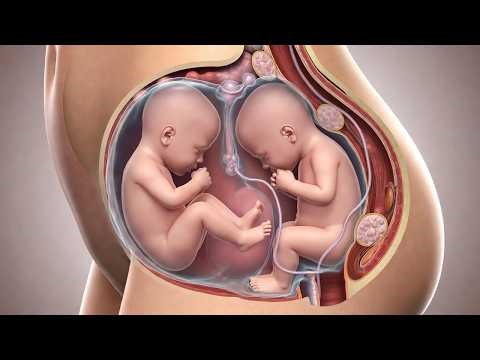 How Fraternal Twins Form in the Womb | Full Fertilization Process in 3D