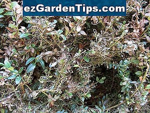 Rhododendron sjukdomar 🌱 Tips Trädgårdsmästare - Sv.ezGardenTips.com