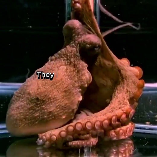 How Smart are Octopuses