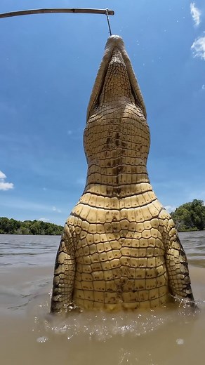 87K views · 10K reactions | A quick flick of the tail and she’s over...