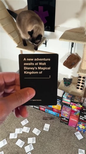 New year, new adventure! #cat #bap #fyp #oof #cardsagainsthumanity