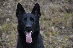 Top 4 Dog Foods For German Shepherd Lab Mixes (Pros, Cons, Pictures) - [2025]