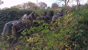 32K views · 661 reactions | 6 horses pulling up a big old saw log. If your day job makes you make this noise, you have probably found the right one 藍 | Hitch In Farm Working Horses | Facebook