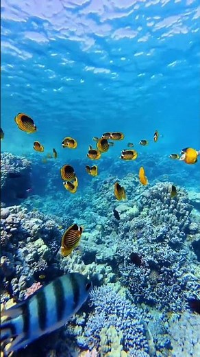 Great Barrier Reef Australia 🇦🇺 | Most Beautiful Ocean in the World 4K