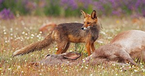 Circle of Life | Rewilding Europe