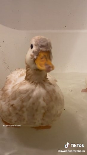 Funny Duck Sounds Compilation