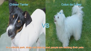 Exploring the Unique Traits of Chilean Terrier and Coton de Tulear