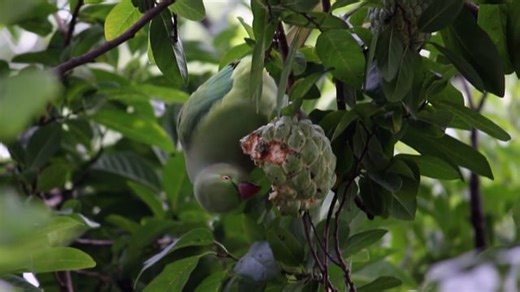 Bird, Parrot, Macaw. Free Stock Video