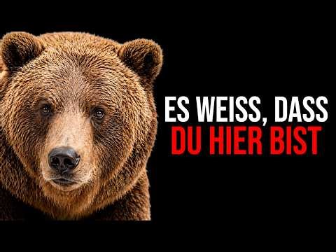 DER BÄR IST DAS SCHRECKLICHSTE TIER DER ERDE!