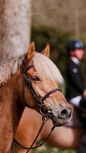 Exploring Compiègne: A Journey Through Nature and Horses