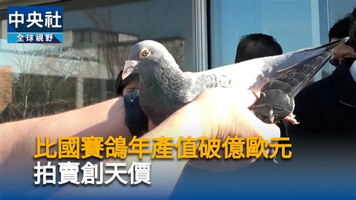 比國賽鴿年產值破億歐元 拍賣創天價