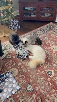 Our Cats Opening Their Gifts