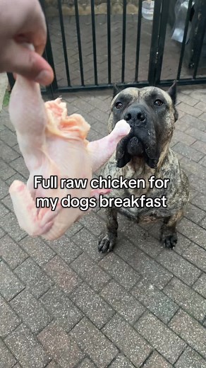 Raw Chicken Breakfast for Dogs: A Nutritious Choice
