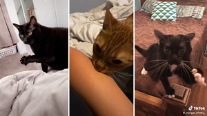 Mother I Crave Violence | Know Your Meme