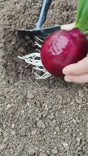 planting a fresh red onion precisely into the dark brown soil using a manual metal gardening rake