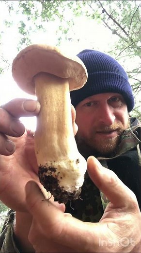 Porcini aka KING BOLETE Mushroom Identification #shorts