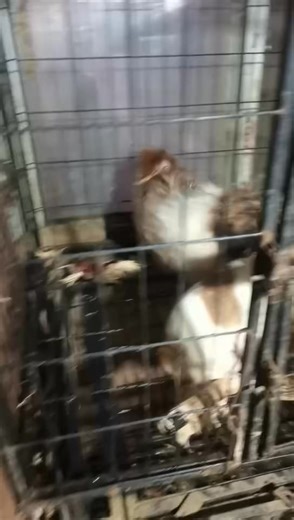 Candyshoundrescueinternational on Instagram: "We have been asked to help some dogs in a slaughter house 💔💔💔💔💔 Poor little things We have agreed to help not sure how many are there maybe 12/14 They are all in awful conditions. Bank Transfer You can also donate directly to our bank account: Candy Hound Rescue International Sort Code: 30-90-89 Account number: 35882460 rescue@candyshoundrescue.org PayPal Text to donate Just send the word "candy" and the amount you would like to donate e.g. (can