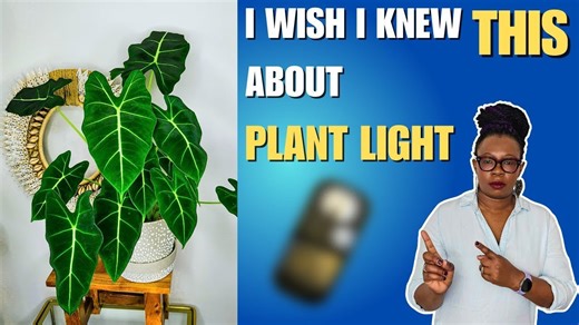 How I Wish Light for Plant Care Was Explained to Me as a Beginner | Plant Lighting Tips